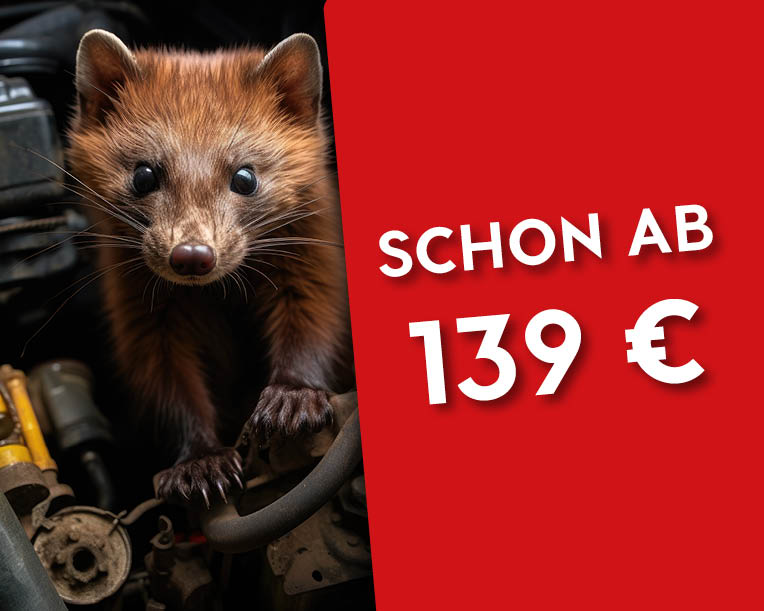 Herbstaktion - Marderschutz ab 139 €